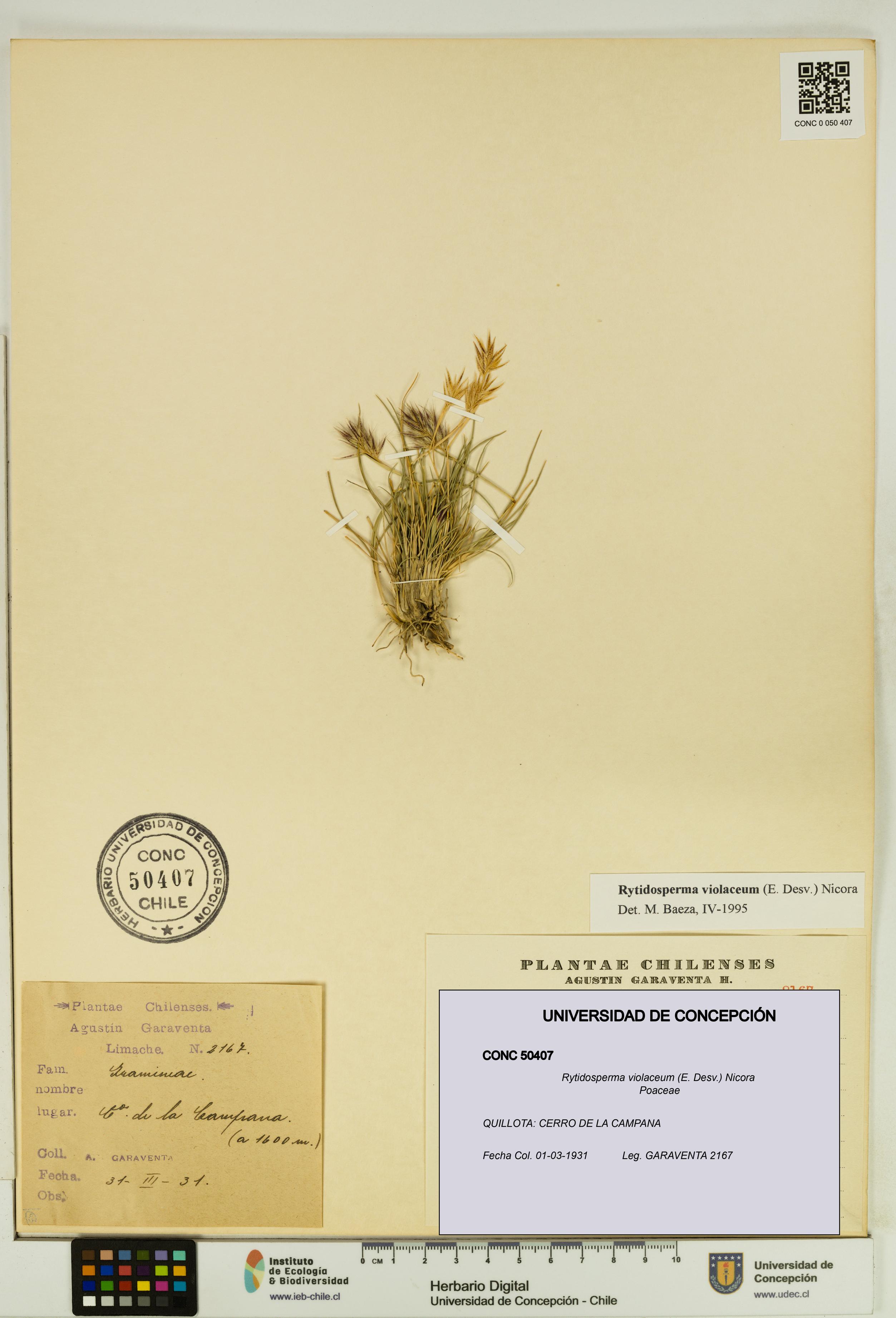 Rytidosperma violaceum [Espécimen: UDEC:CONC:0050407]