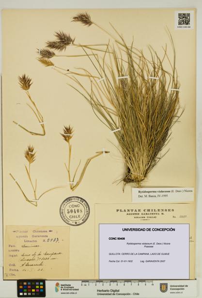 Rytidosperma violaceum [Espécimen: UDEC:CONC:0050408]