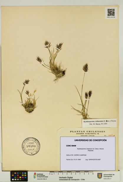 Rytidosperma violaceum [Espécimen: UDEC:CONC:0050409]