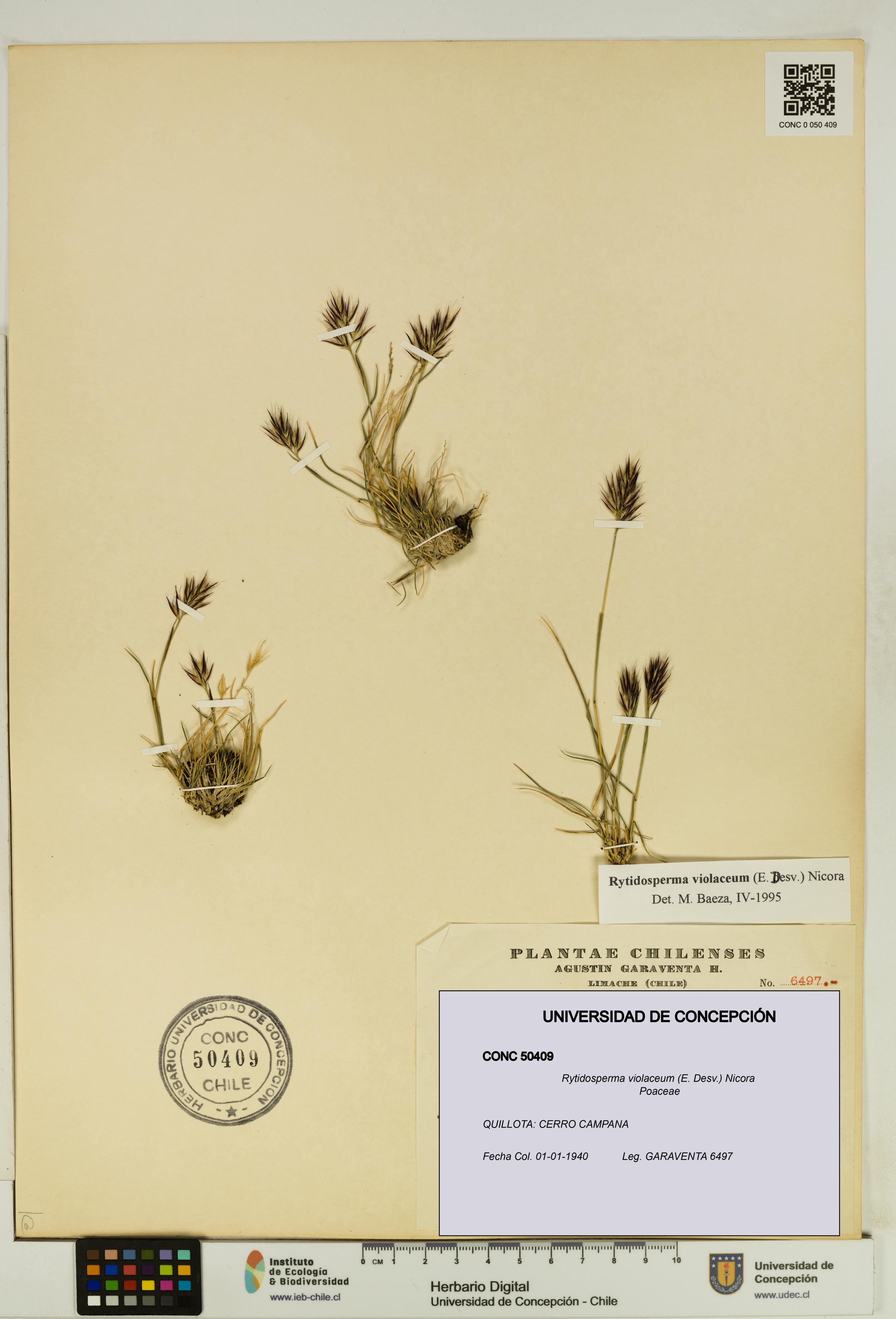 Rytidosperma violaceum [Espécimen: UDEC:CONC:0050409]