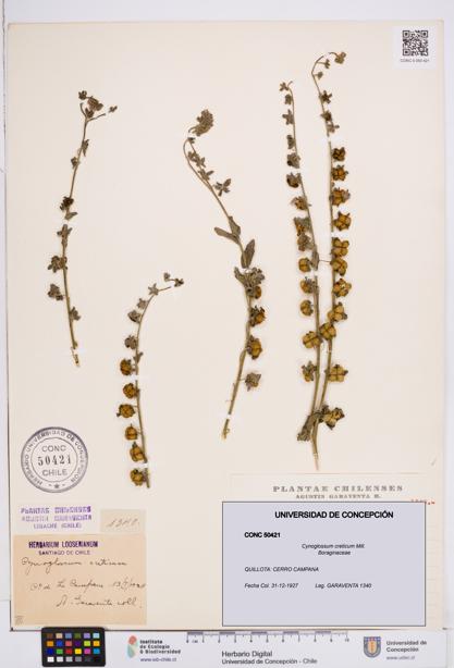Cynoglossum creticum [Espécimen: ]
