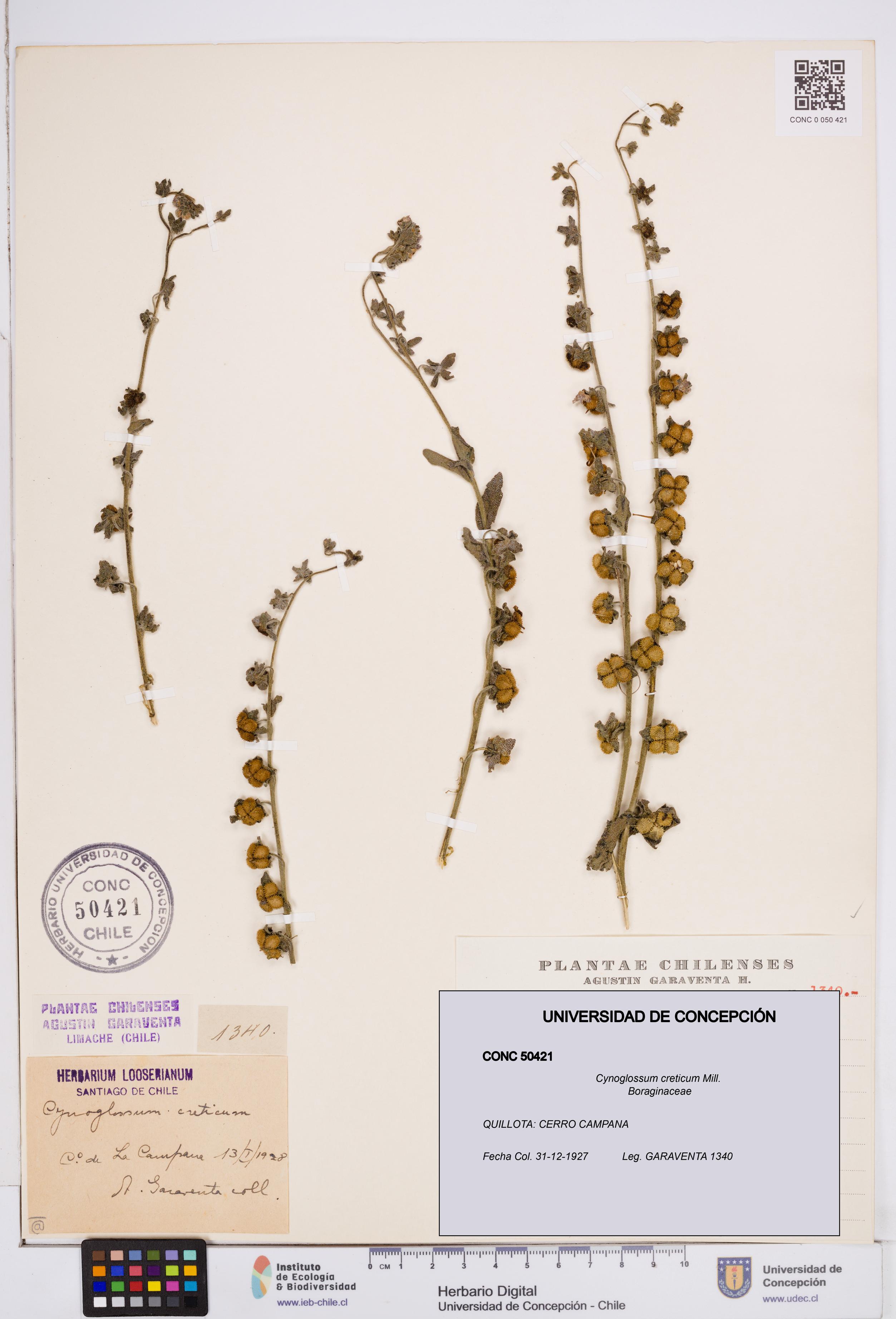 Cynoglossum creticum [Espécimen: ]
