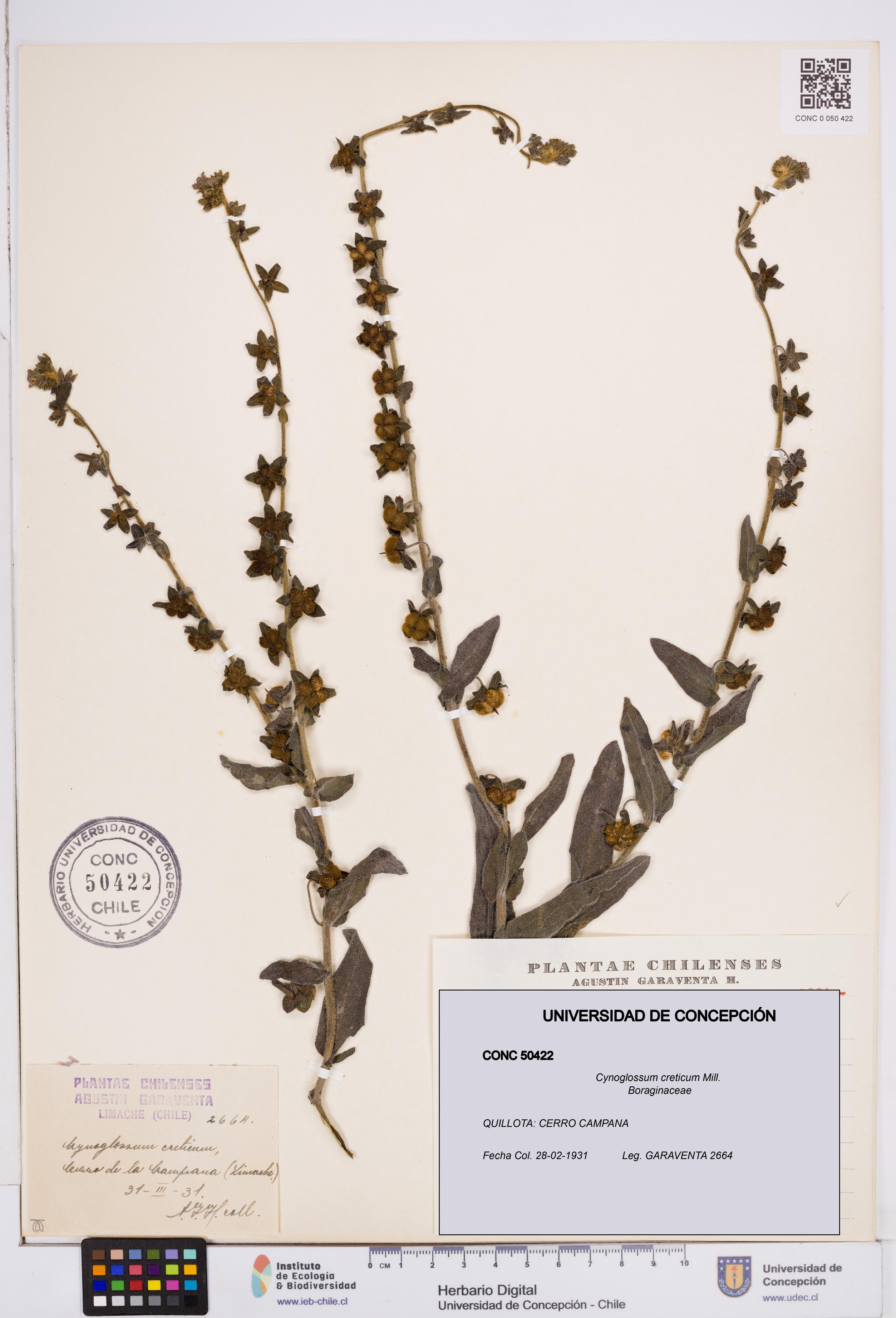 Cynoglossum creticum [Espécimen: ]