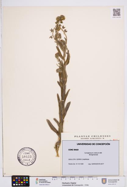 Cynoglossum creticum [Espécimen: ]