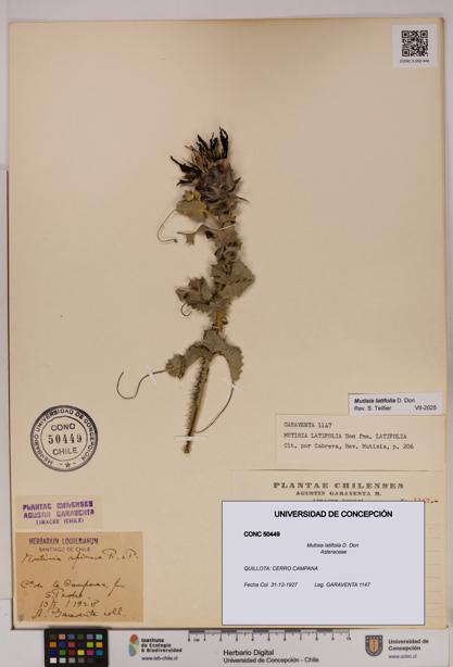 Mutisia latifolia [Espécimen: UDEC:CONC:0050449]