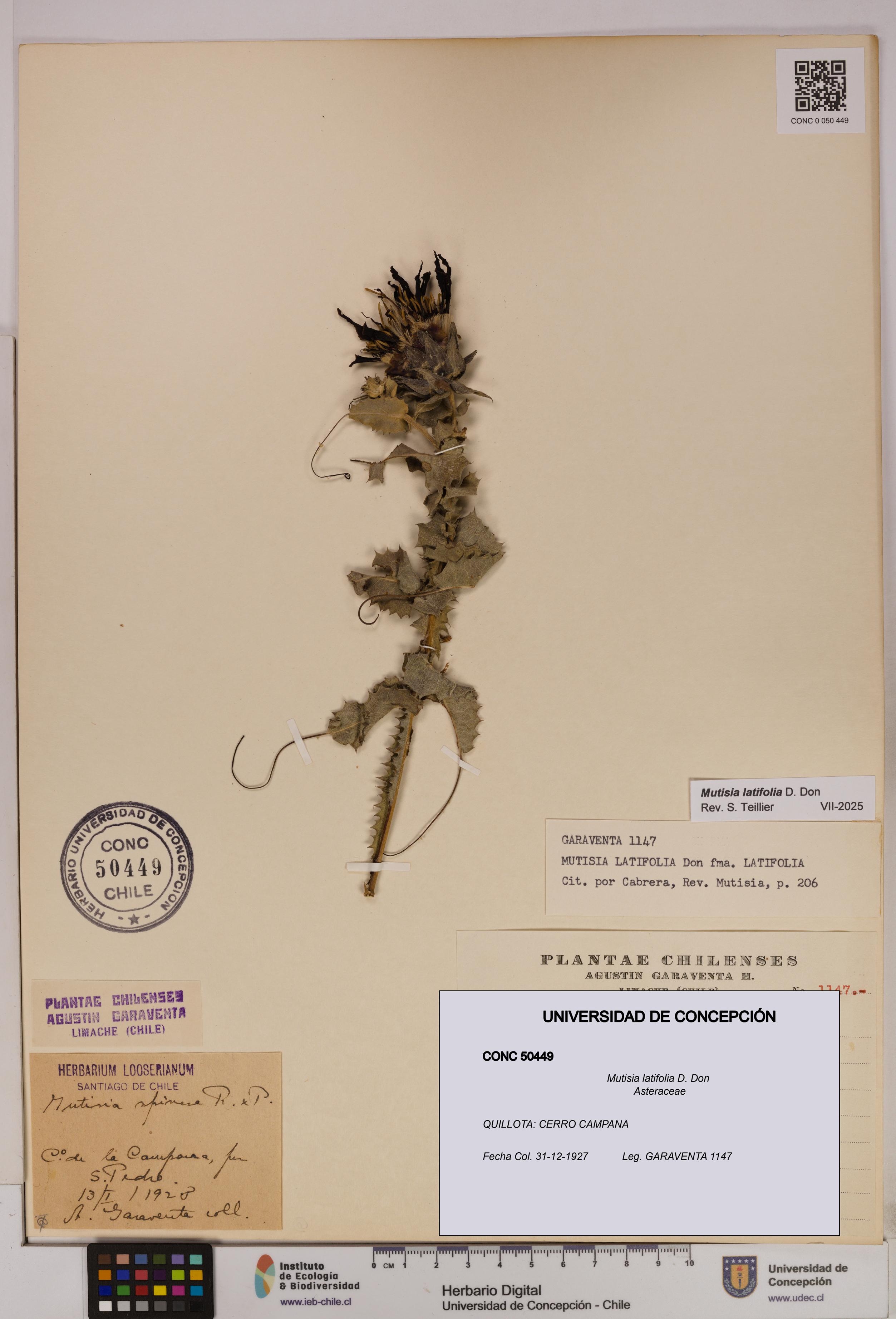 Mutisia latifolia [Espécimen: UDEC:CONC:0050449]