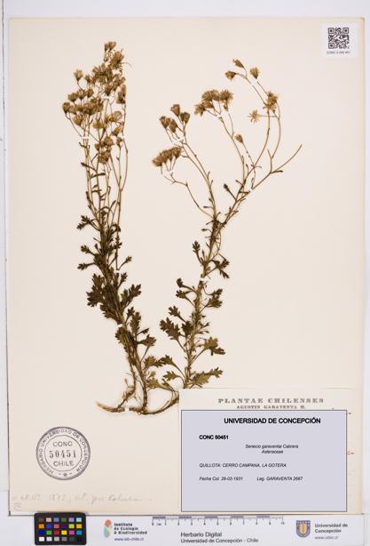 Senecio garaventai [Espécimen: ]