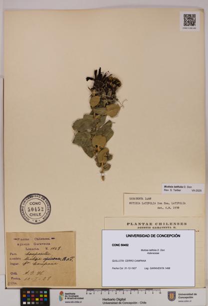 Mutisia latifolia [Espécimen: UDEC:CONC:0050452]