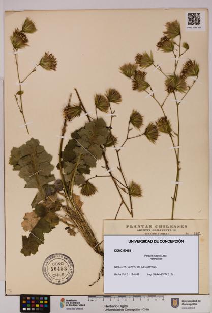 Perezia nutans [Espécimen: UDEC:CONC:0050453]