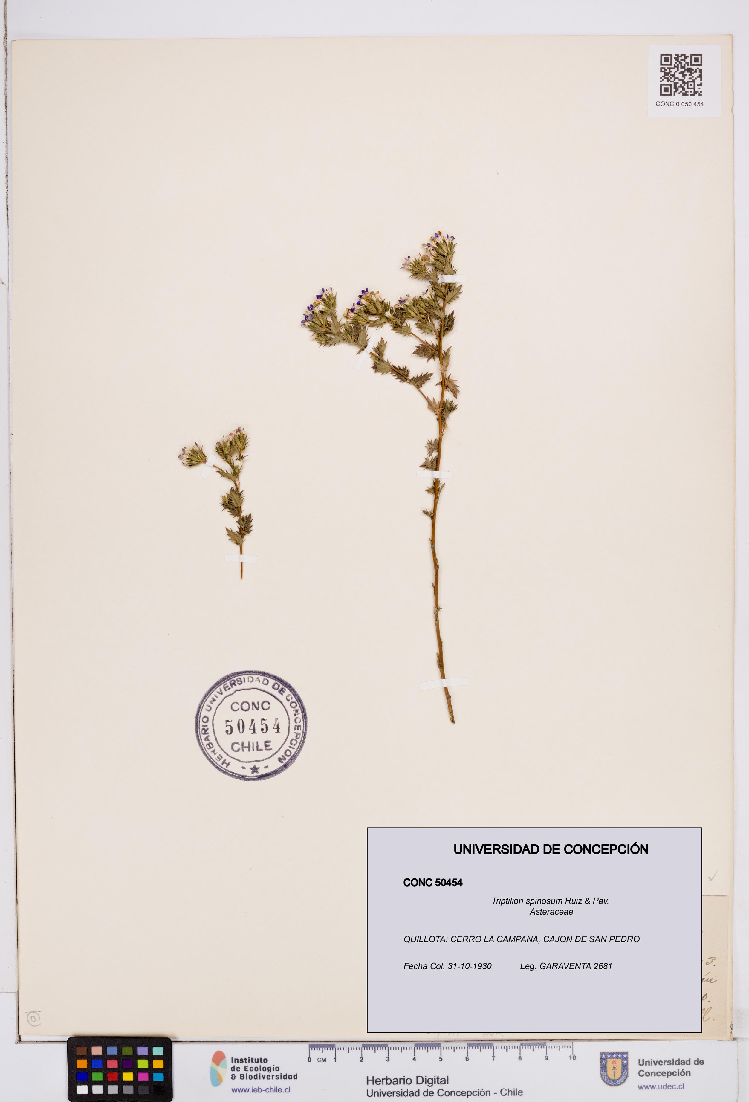 Triptilion spinosum [Espécimen: ]