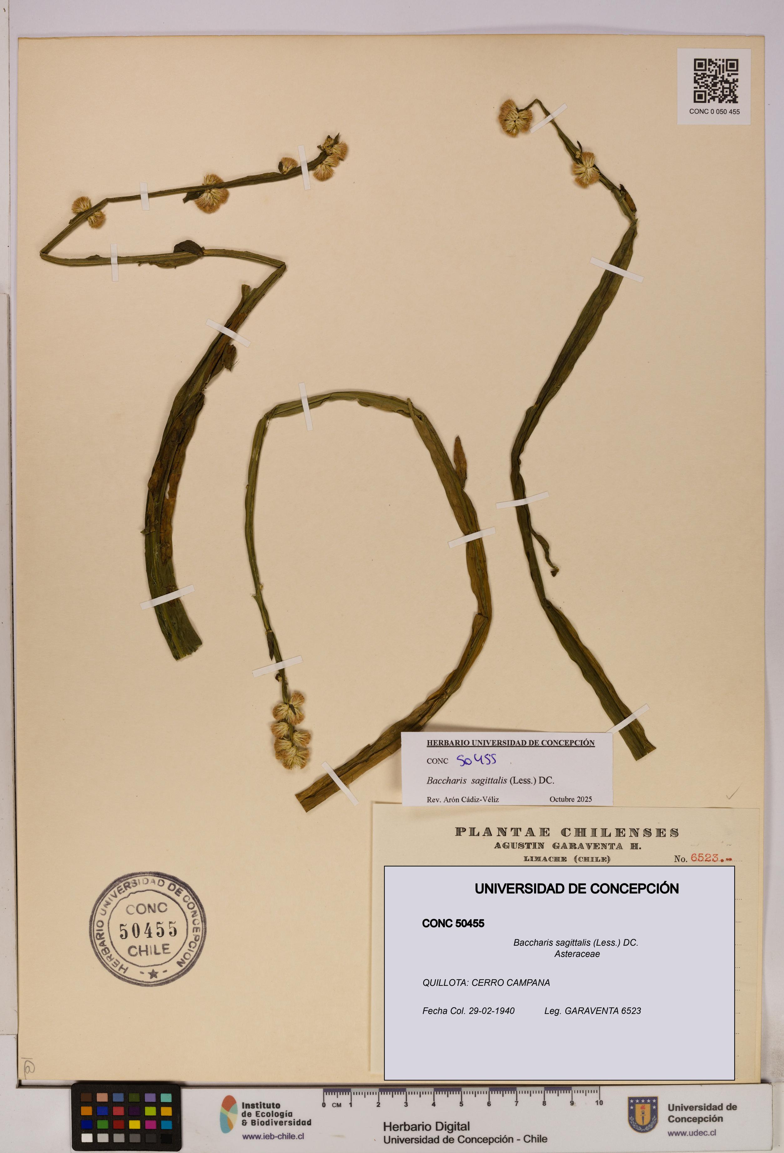 Baccharis sagittalis [Espécimen: UDEC:CONC:0050455]