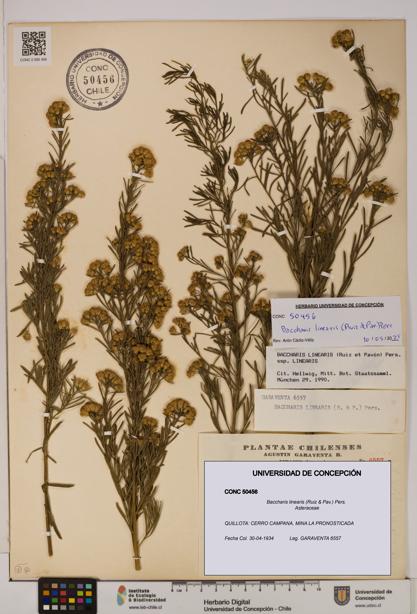 Baccharis linearis [Espécimen: UDEC:CONC:0050456]