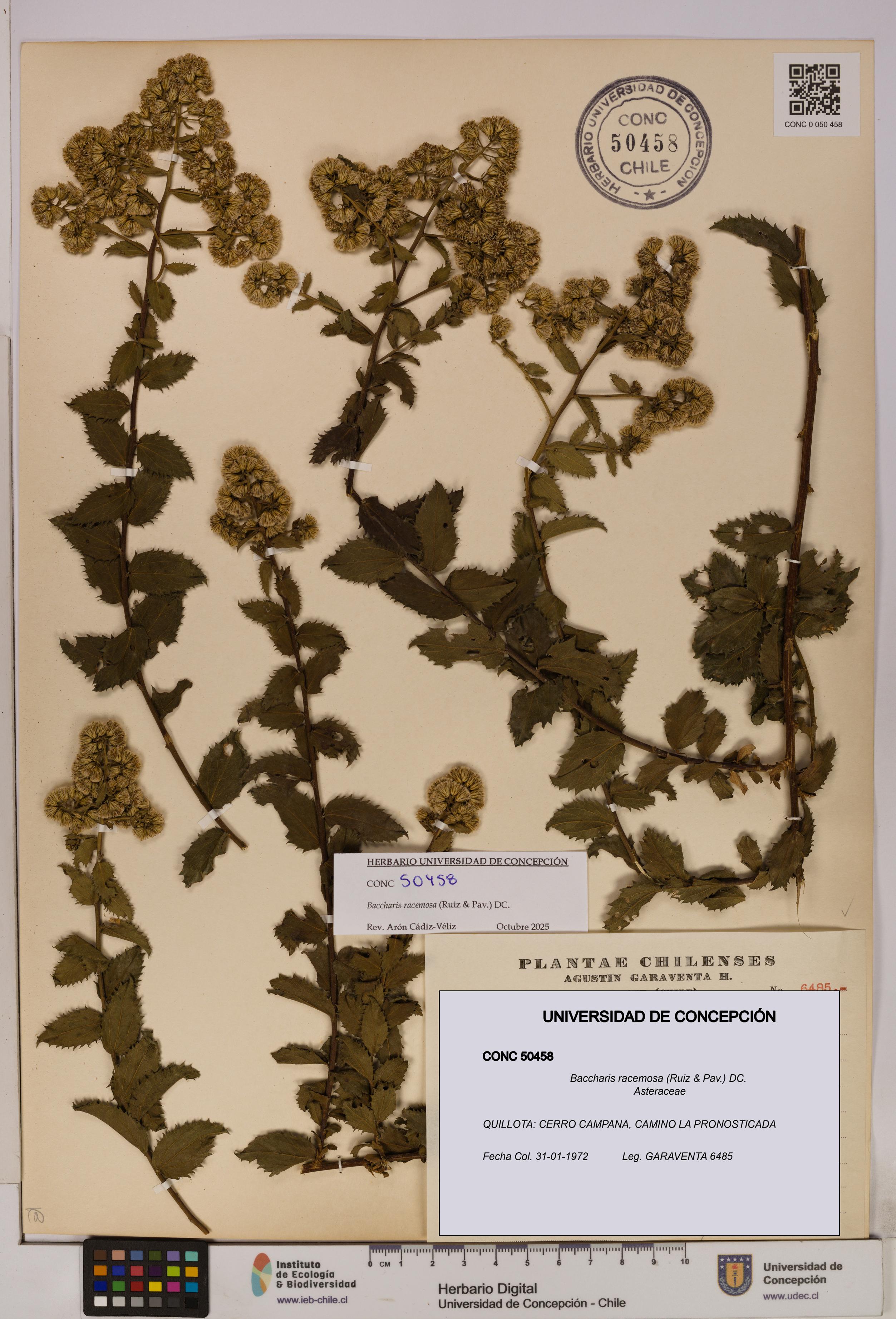 Baccharis racemosa [Espécimen: UDEC:CONC:0050458]
