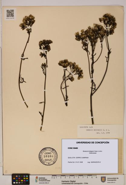 Senecio bridgesii [Espécimen: UDEC:CONC:0050460]