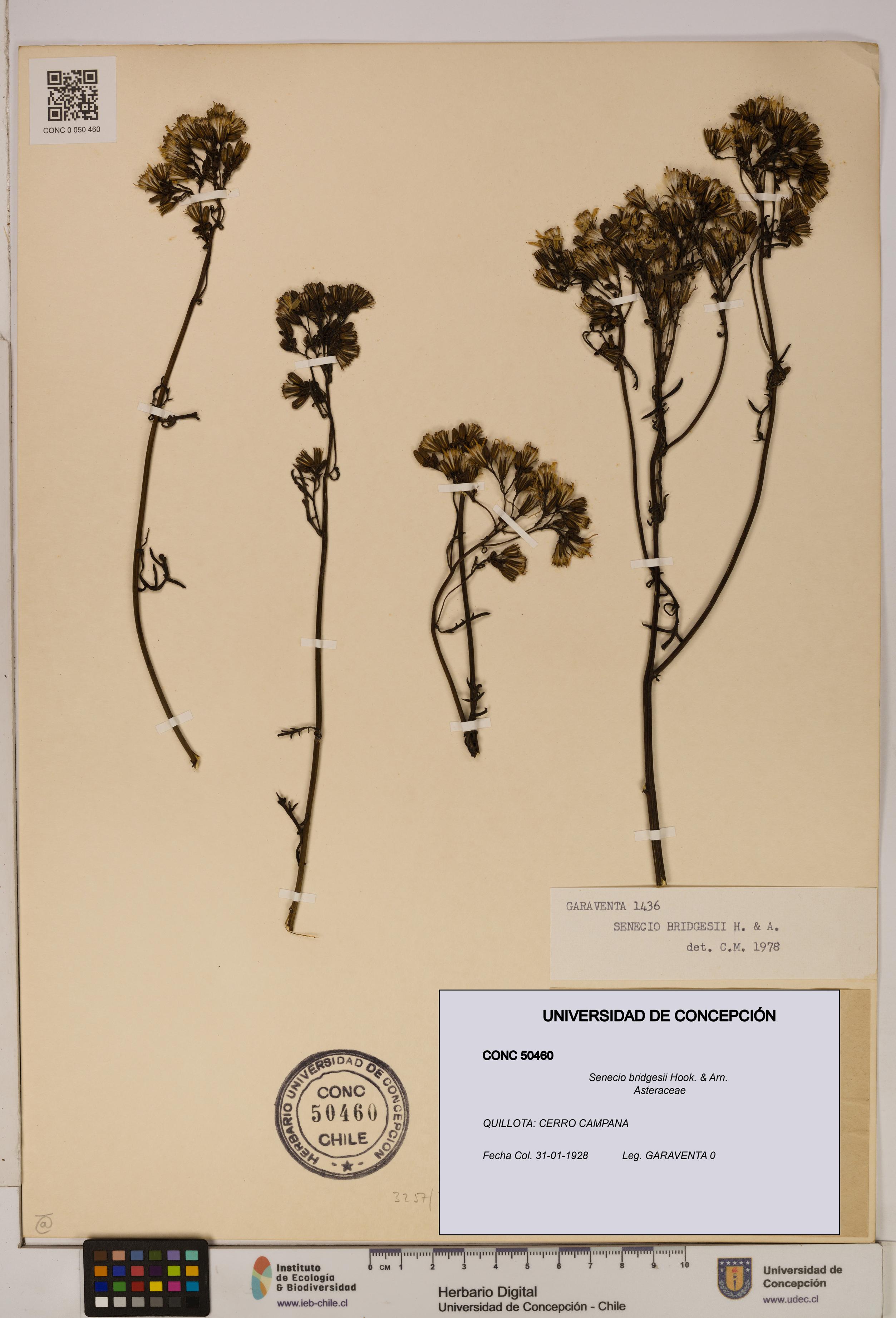 Senecio bridgesii [Espécimen: UDEC:CONC:0050460]