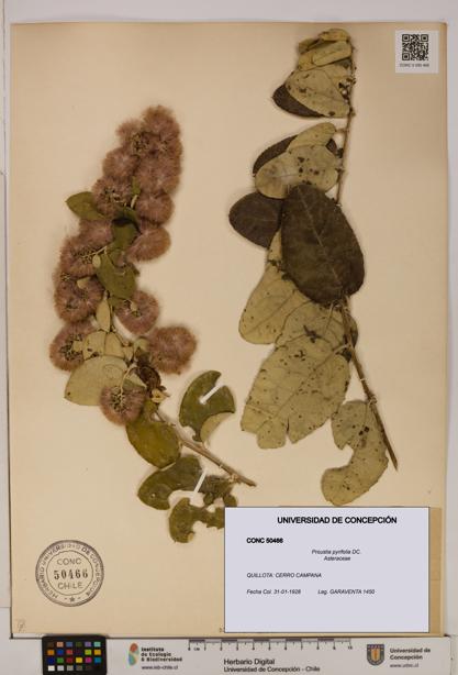 Proustia pyrifolia [Espécimen: UDEC:CONC:0050466]