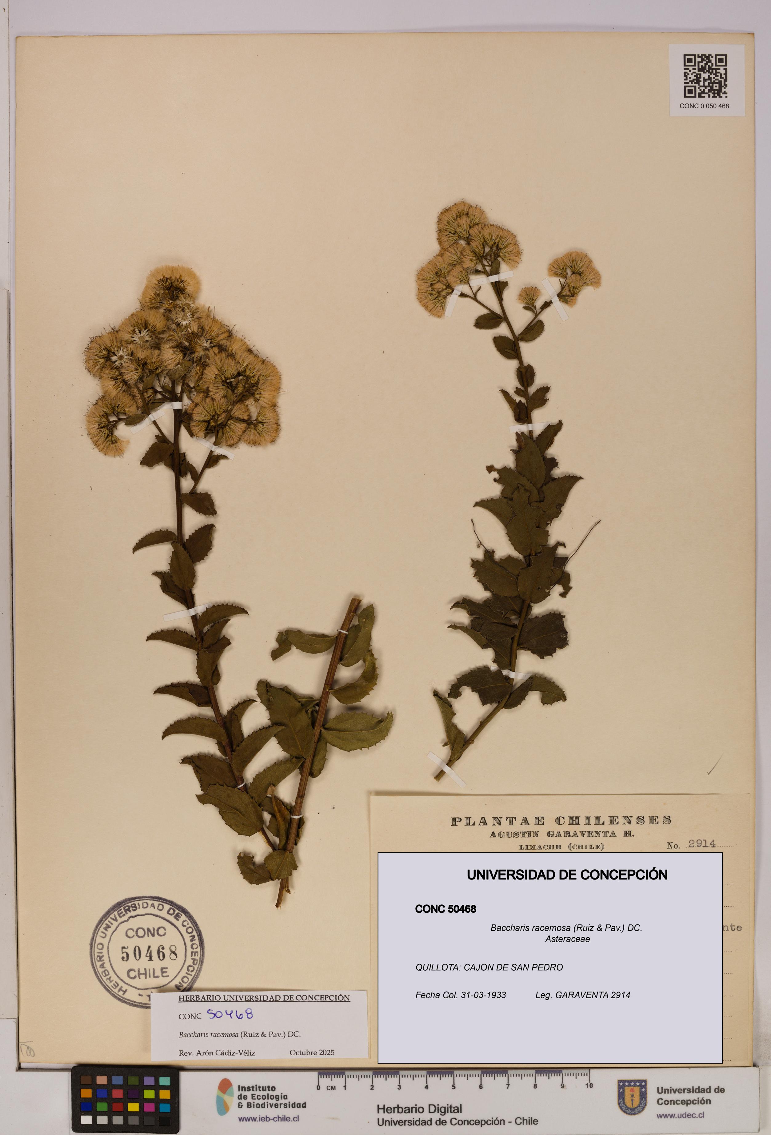 Baccharis racemosa [Espécimen: UDEC:CONC:0050468]