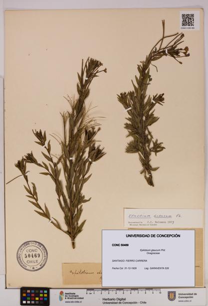 Epilobium glaucum [Espécimen: UDEC:CONC:0050469]