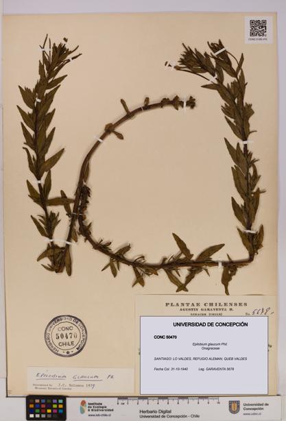 Epilobium glaucum [Espécimen: UDEC:CONC:0050470]