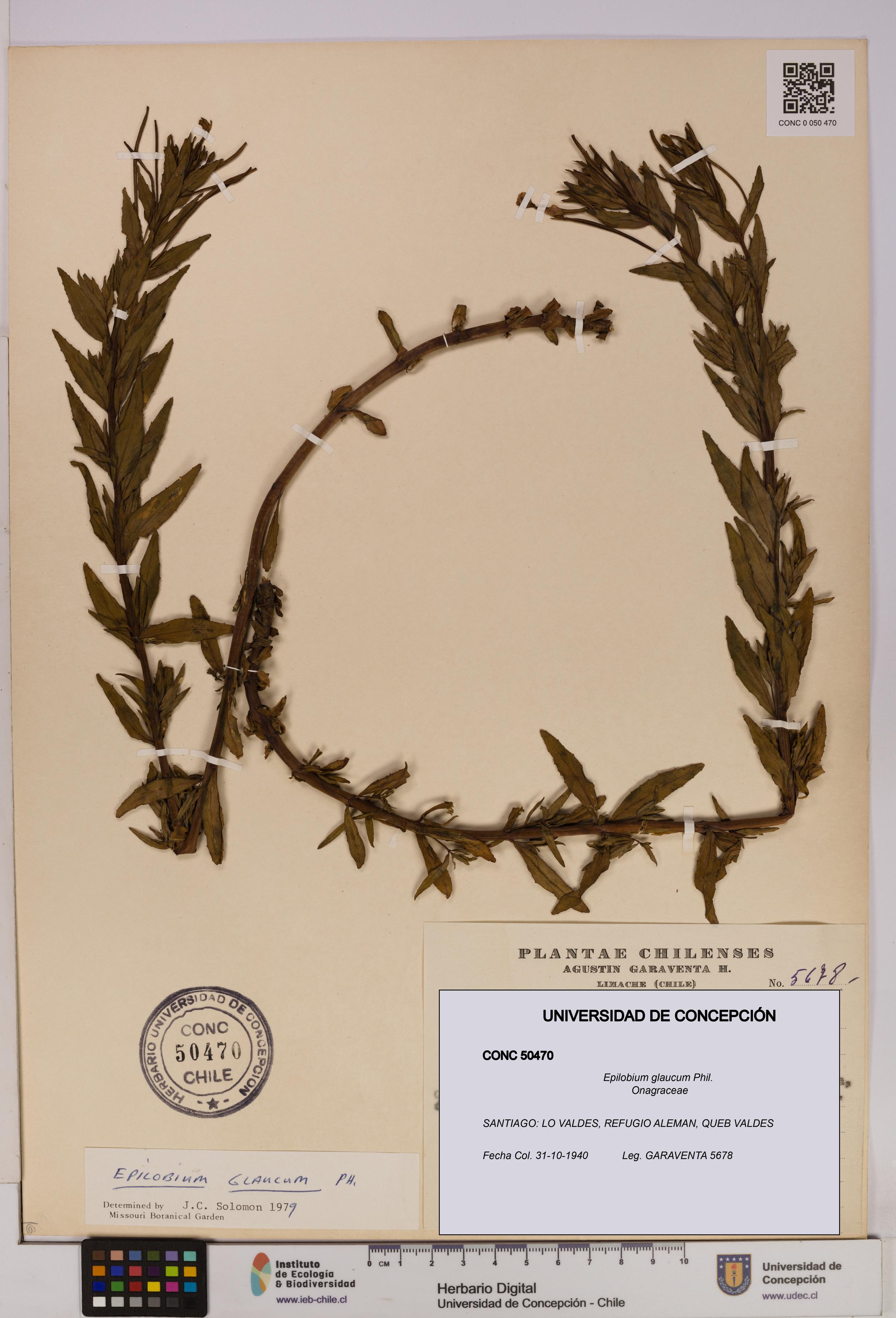 Epilobium glaucum [Espécimen: UDEC:CONC:0050470]