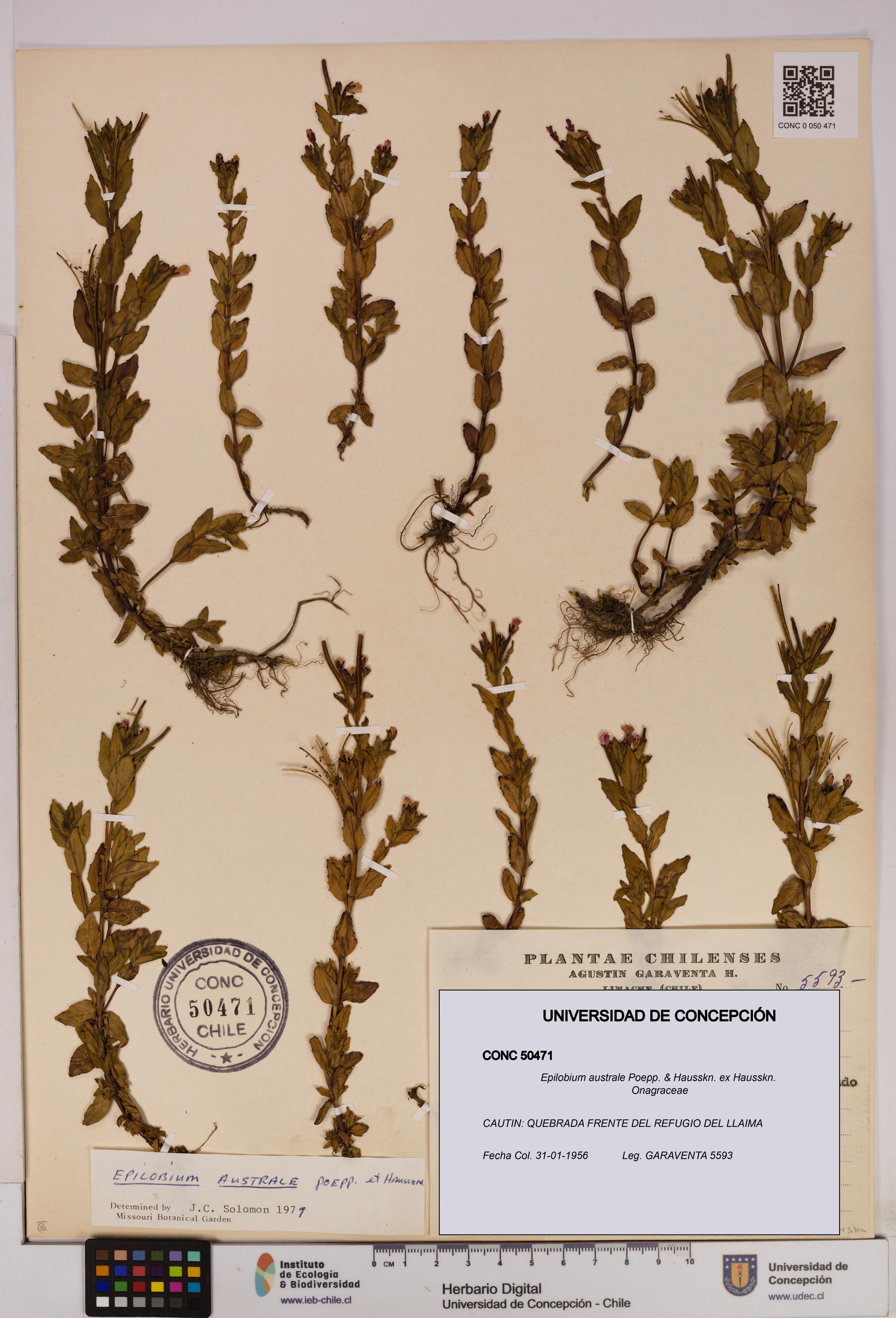 Epilobium australe [Espécimen: UDEC:CONC:0050471]