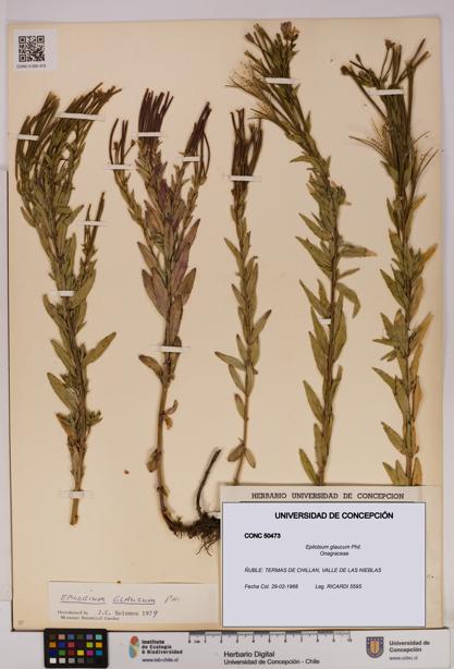 Epilobium glaucum [Espécimen: UDEC:CONC:0050473]
