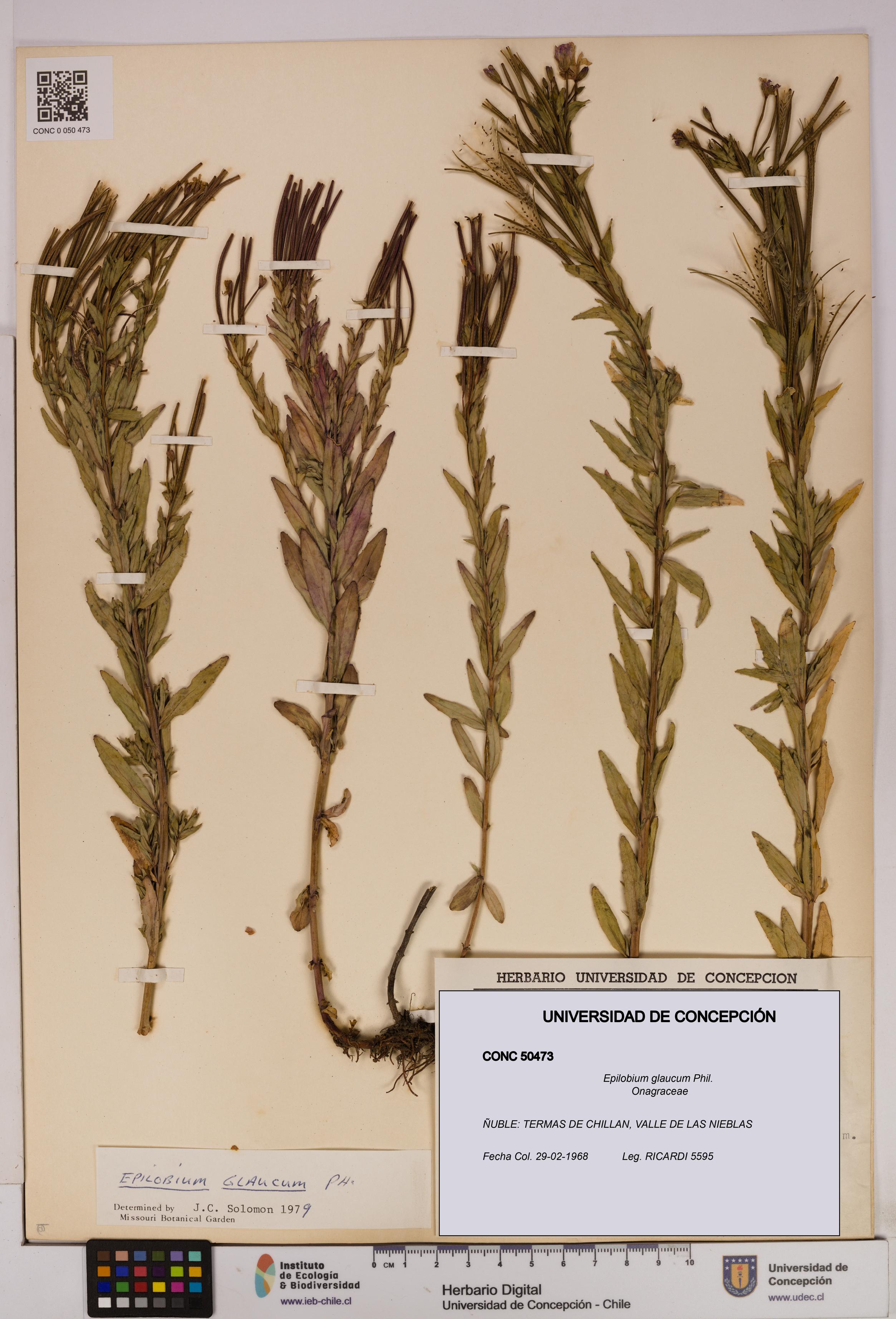 Epilobium glaucum [Espécimen: UDEC:CONC:0050473]