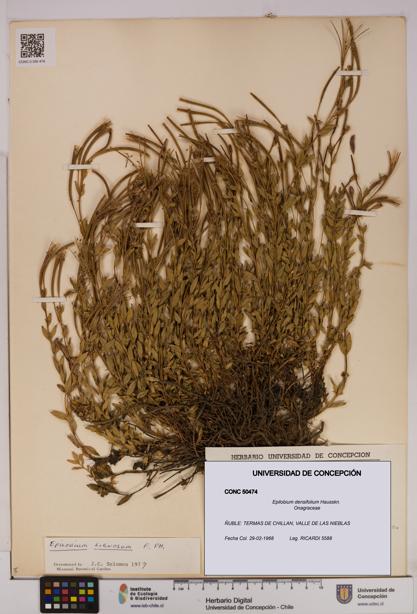 Epilobium densifolium [Espécimen: UDEC:CONC:0050474]