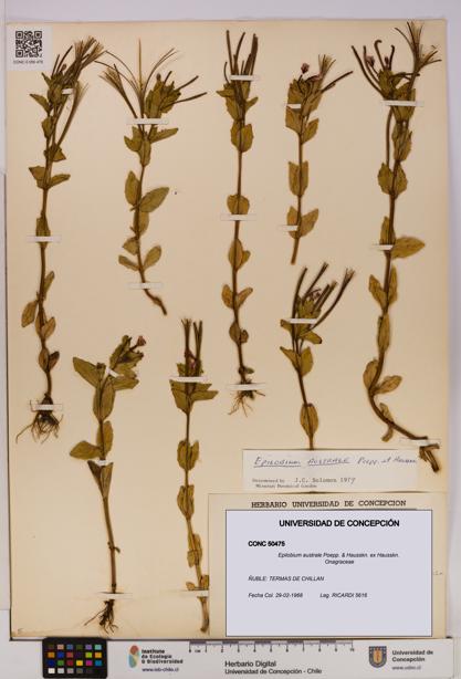 Epilobium australe [Espécimen: UDEC:CONC:0050475]
