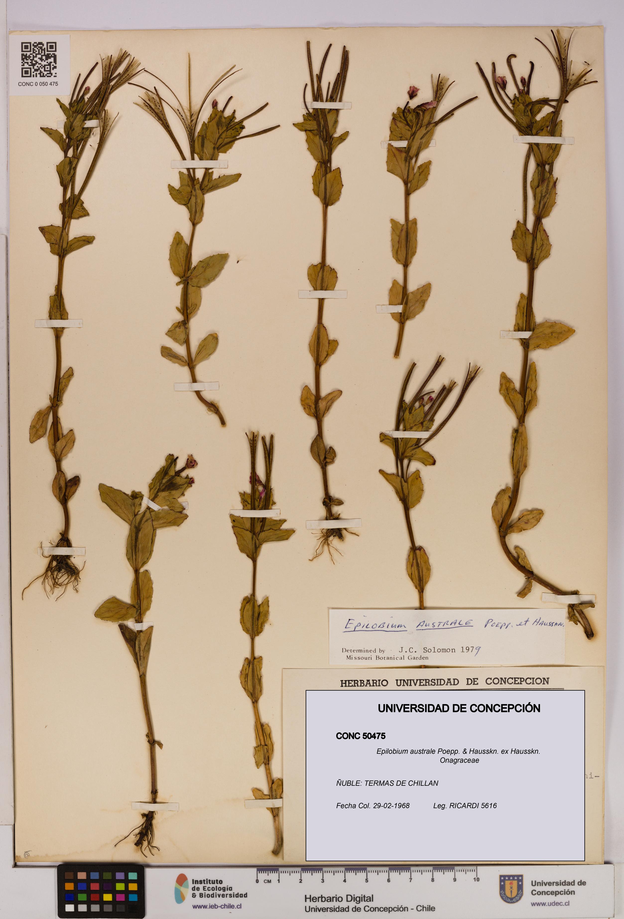 Epilobium australe [Espécimen: UDEC:CONC:0050475]