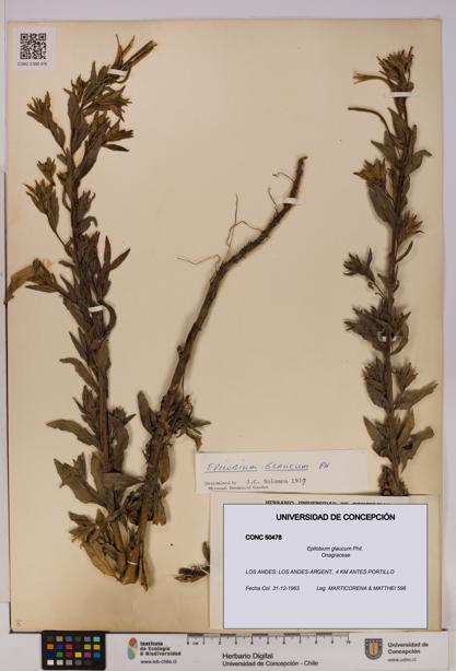 Epilobium glaucum [Espécimen: UDEC:CONC:0050478]