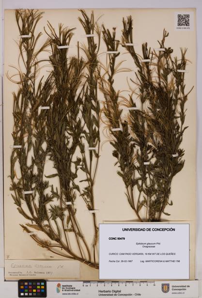 Epilobium glaucum [Espécimen: UDEC:CONC:0050479]