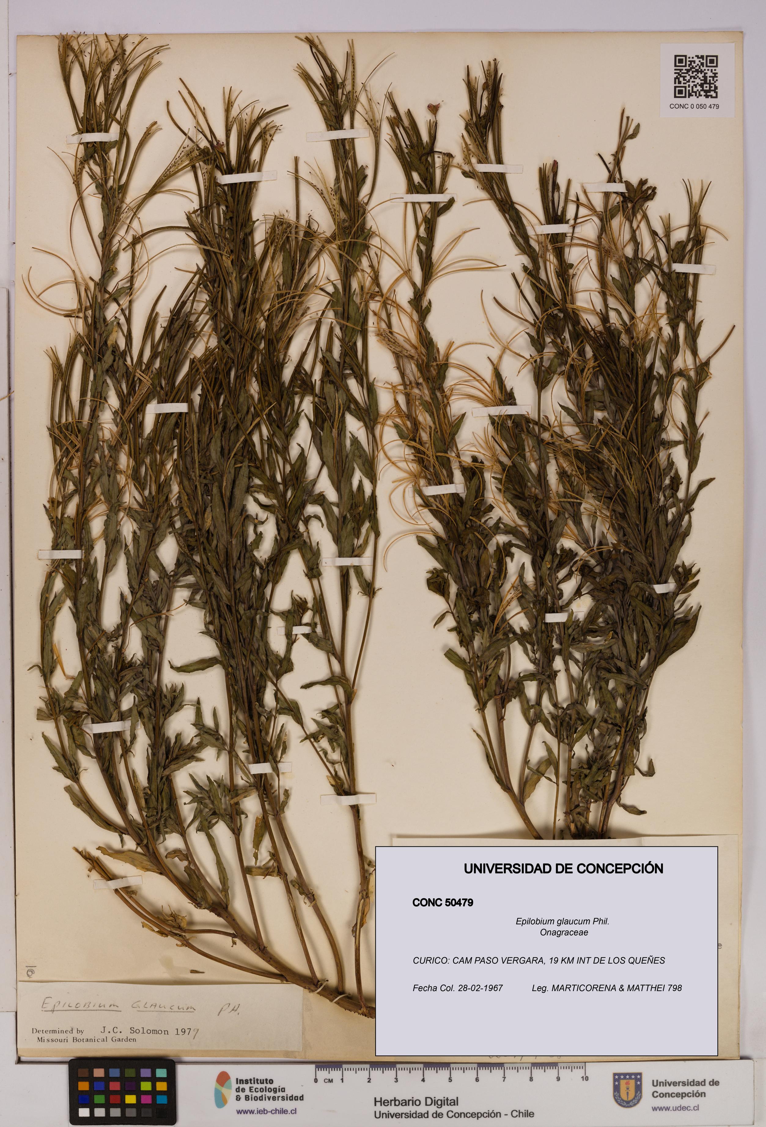 Epilobium glaucum [Espécimen: UDEC:CONC:0050479]