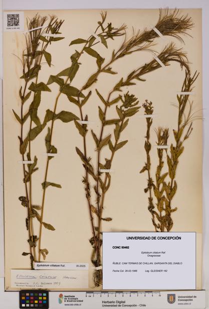Epilobium ciliatum [Espécimen: UDEC:CONC:0050482]