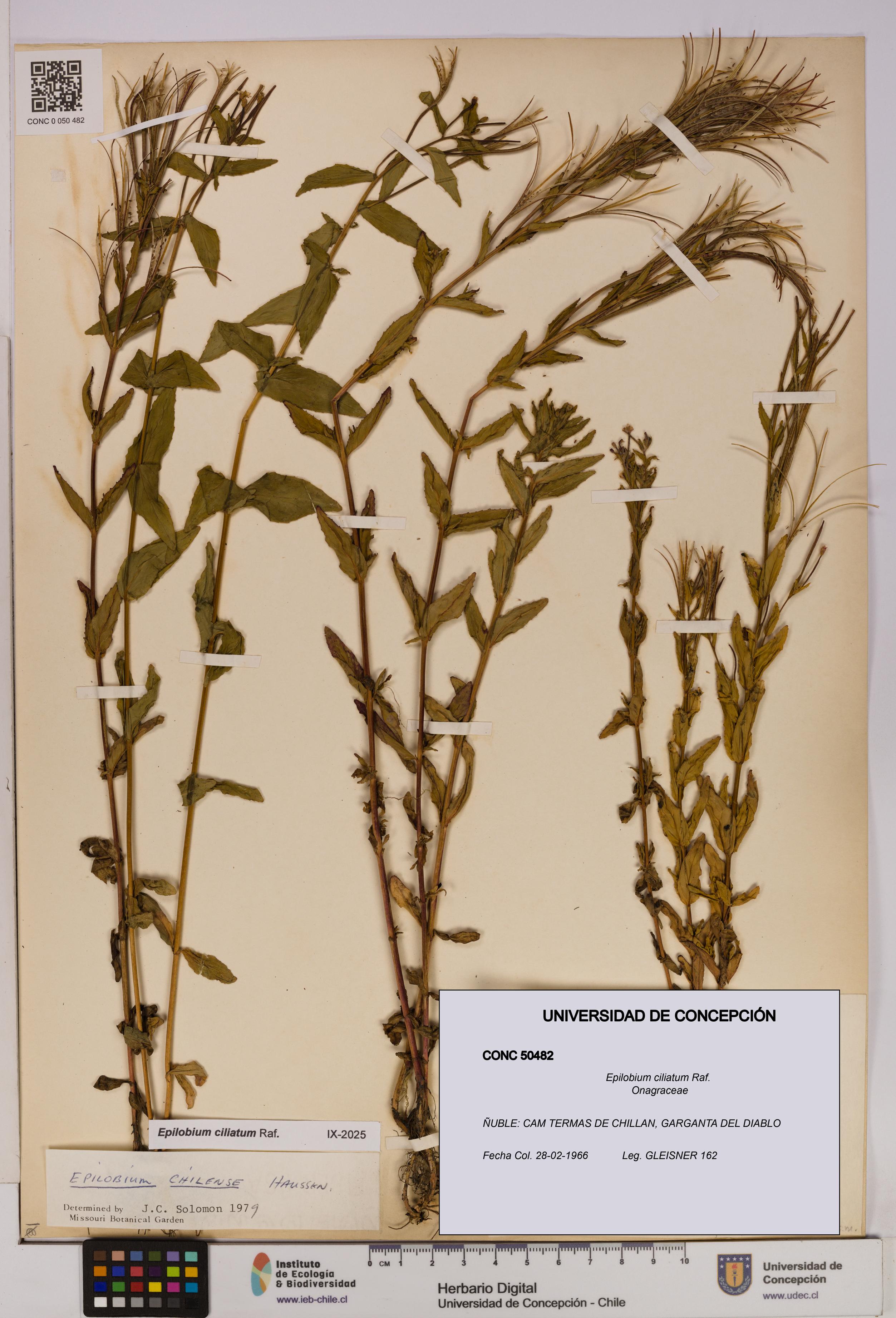 Epilobium ciliatum [Espécimen: UDEC:CONC:0050482]
