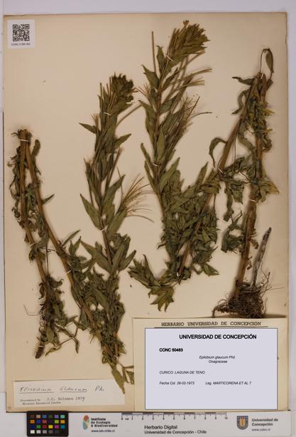 Epilobium glaucum [Espécimen: UDEC:CONC:0050483]