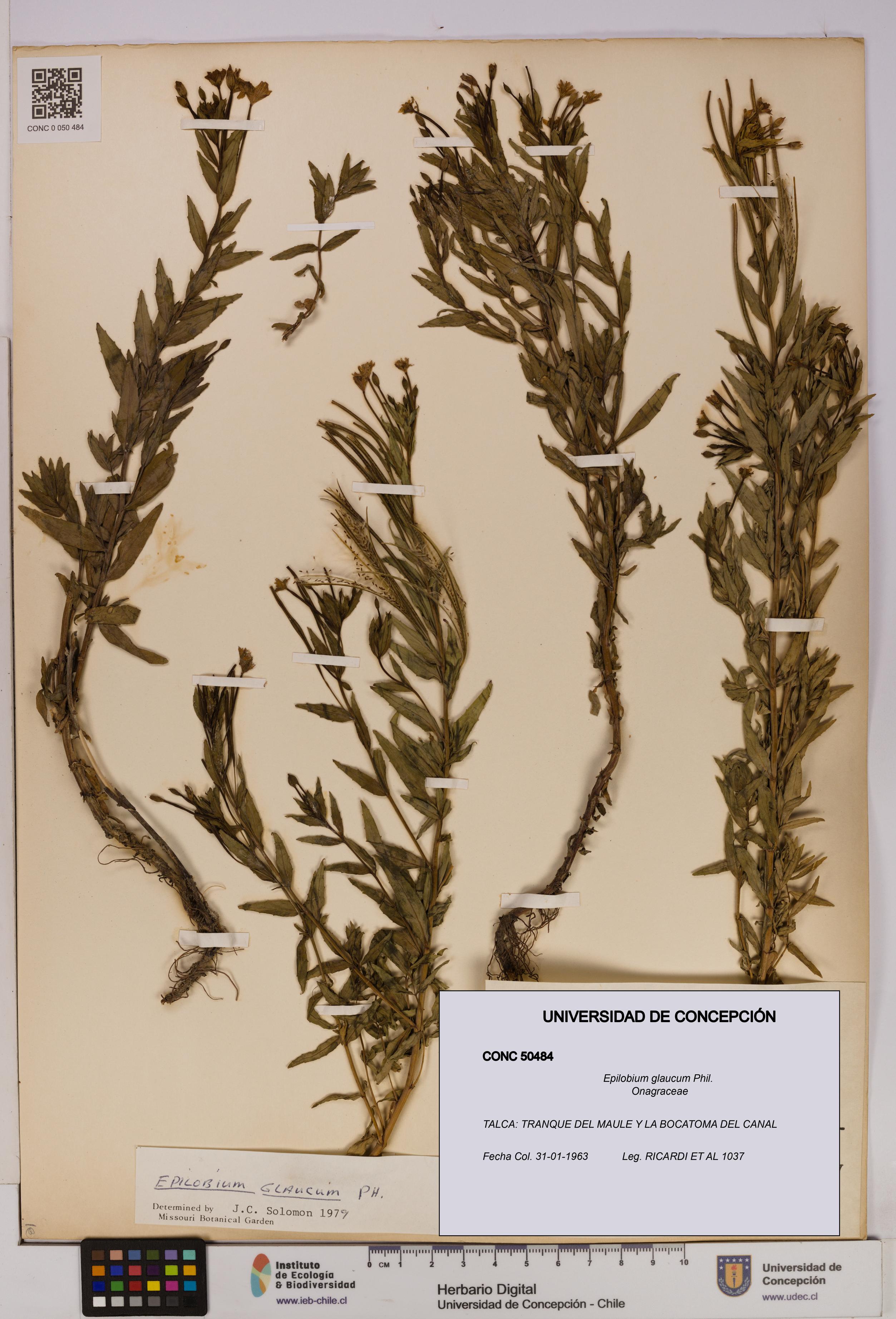 Epilobium glaucum [Espécimen: UDEC:CONC:0050484]