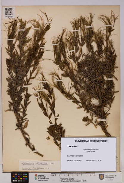 Epilobium glaucum [Espécimen: UDEC:CONC:0050485]