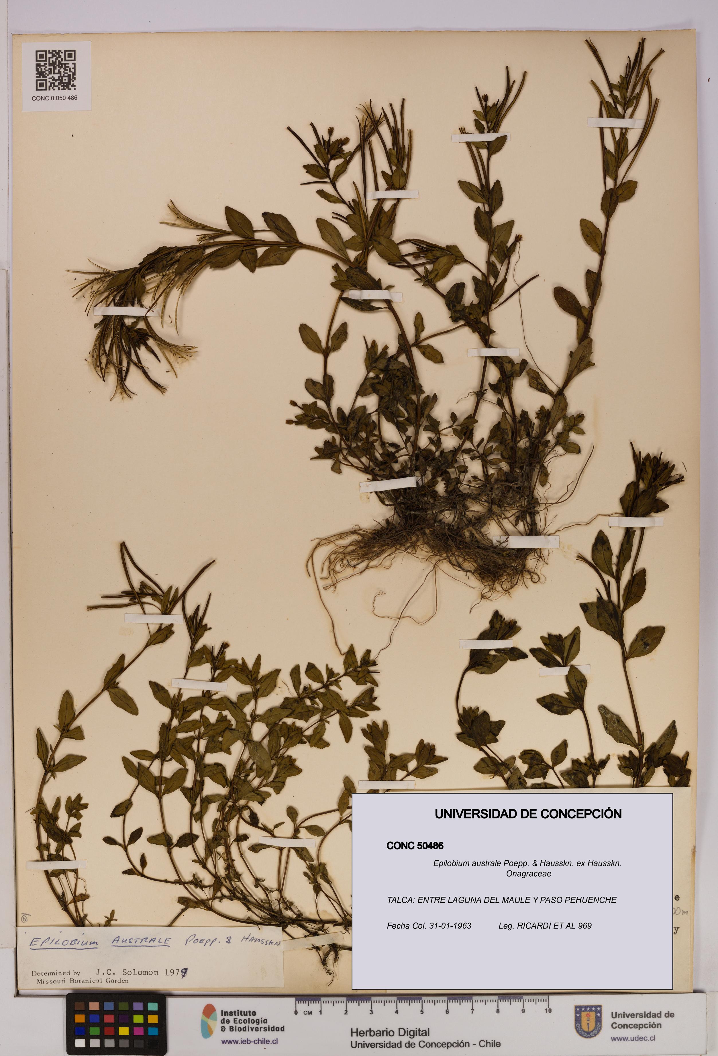 Epilobium australe [Espécimen: UDEC:CONC:0050486]