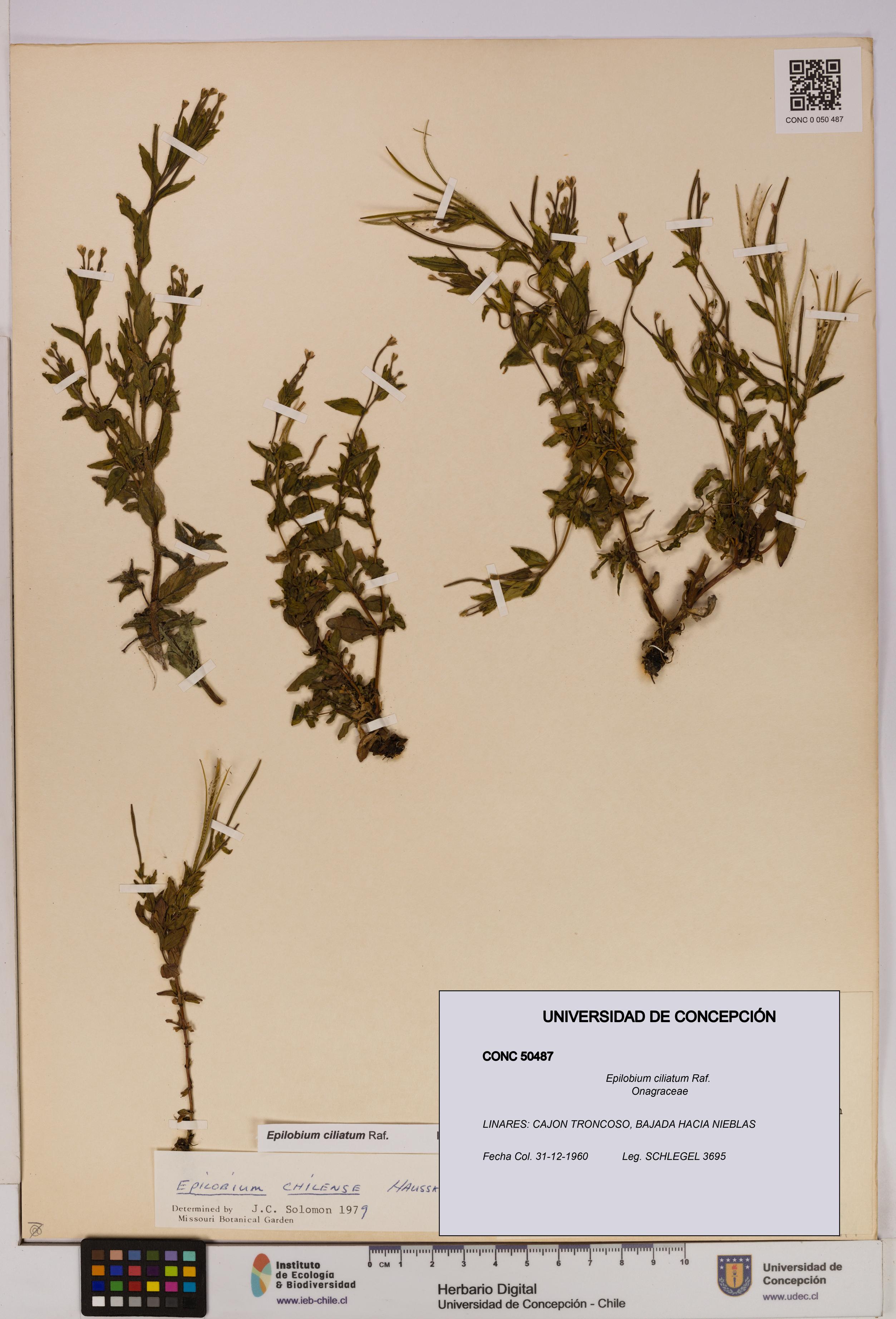Epilobium ciliatum [Espécimen: UDEC:CONC:0050487]