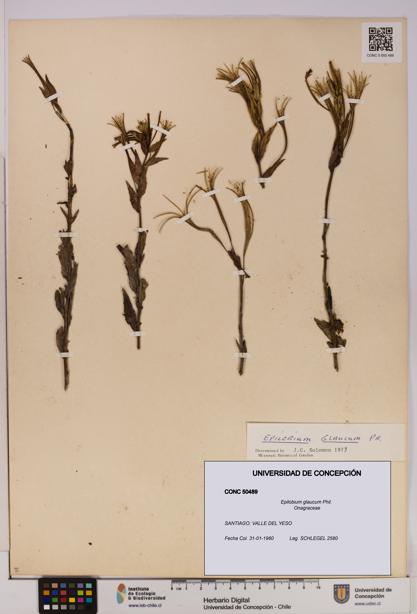 Epilobium glaucum [Espécimen: UDEC:CONC:0050489]