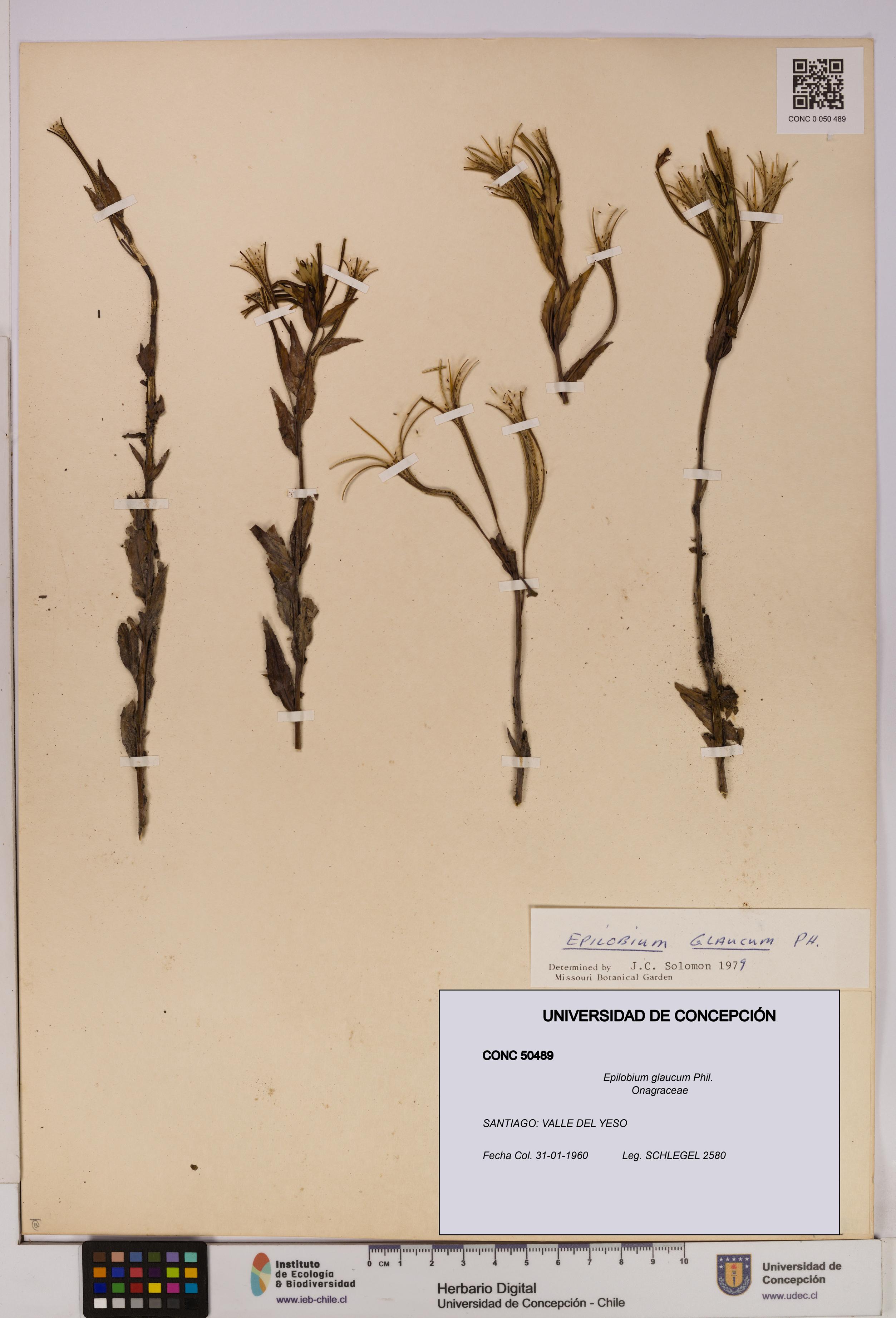 Epilobium glaucum [Espécimen: UDEC:CONC:0050489]