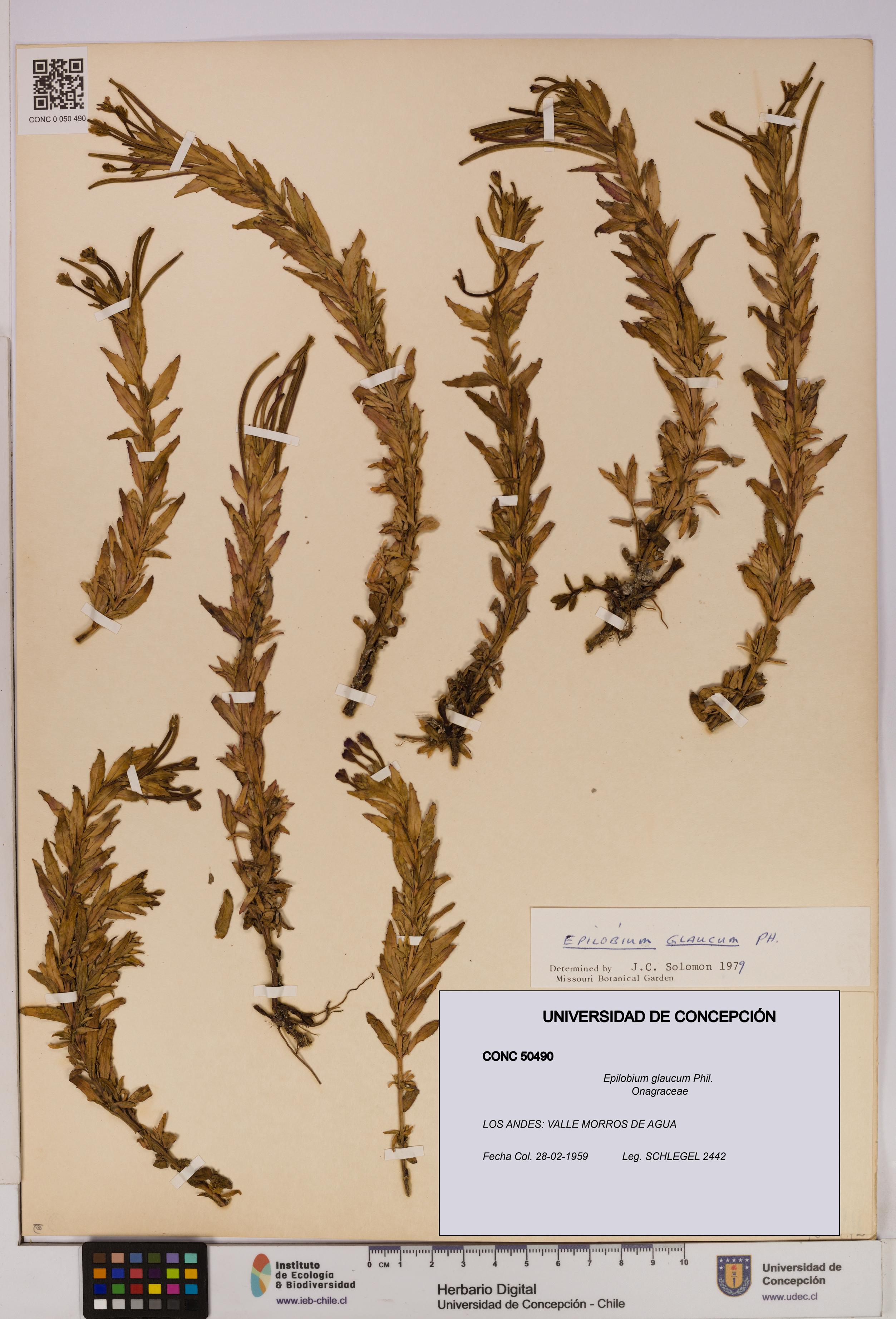 Epilobium glaucum [Espécimen: UDEC:CONC:0050490]