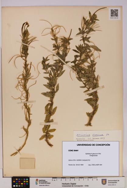 Epilobium glaucum [Espécimen: UDEC:CONC:0050491]