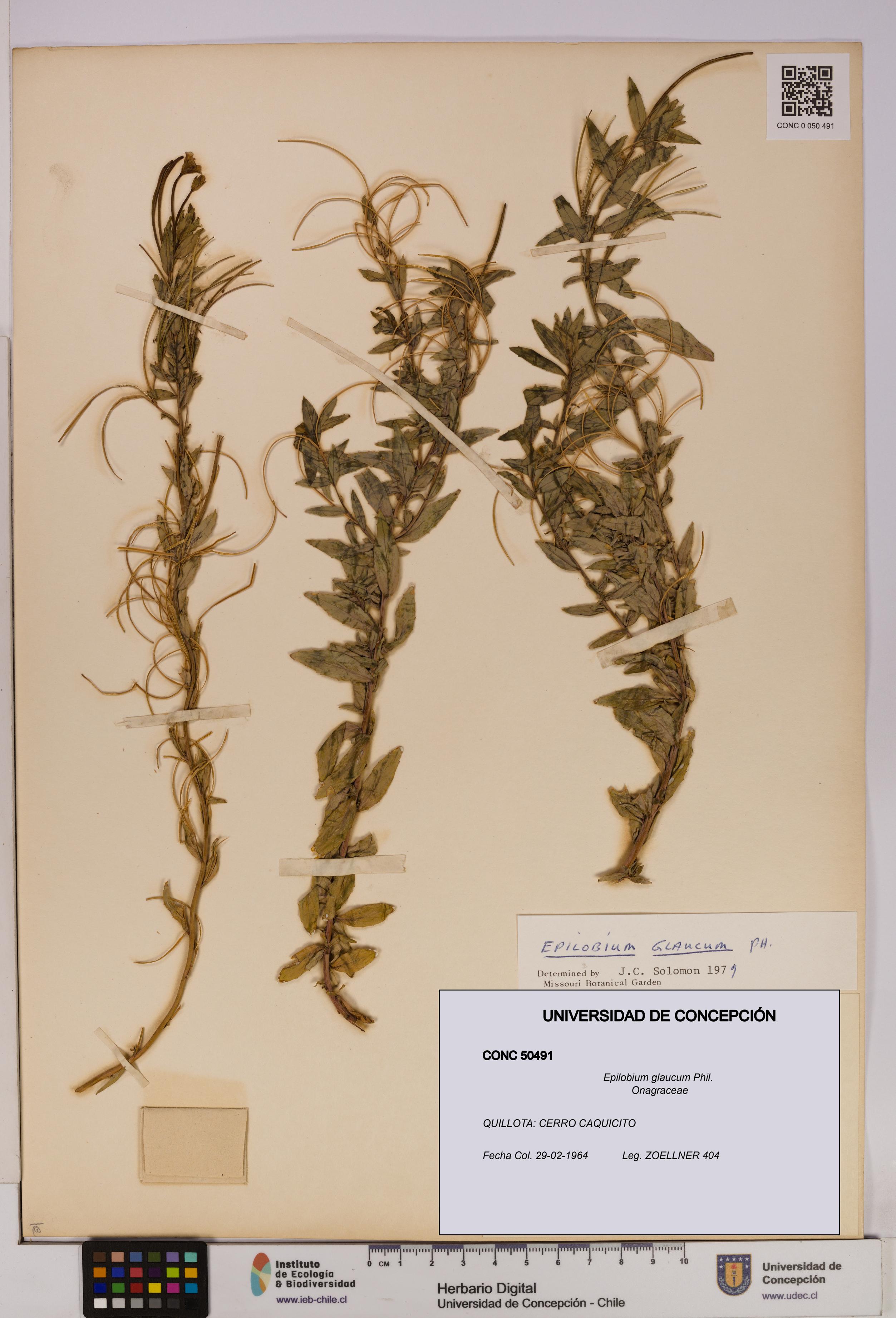 Epilobium glaucum [Espécimen: UDEC:CONC:0050491]