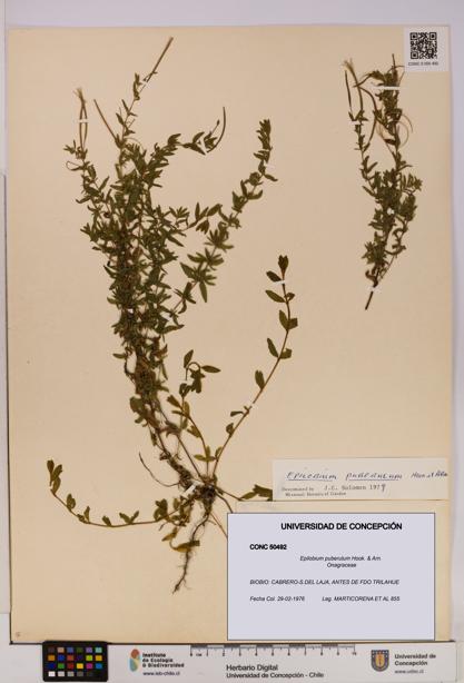 Epilobium puberulum [Espécimen: UDEC:CONC:0050492]