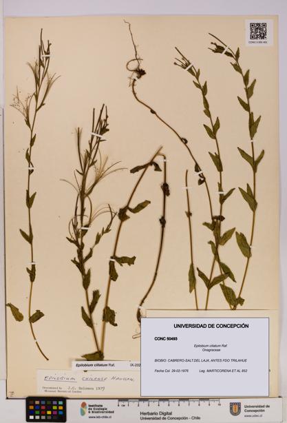 Epilobium ciliatum [Espécimen: UDEC:CONC:0050493]