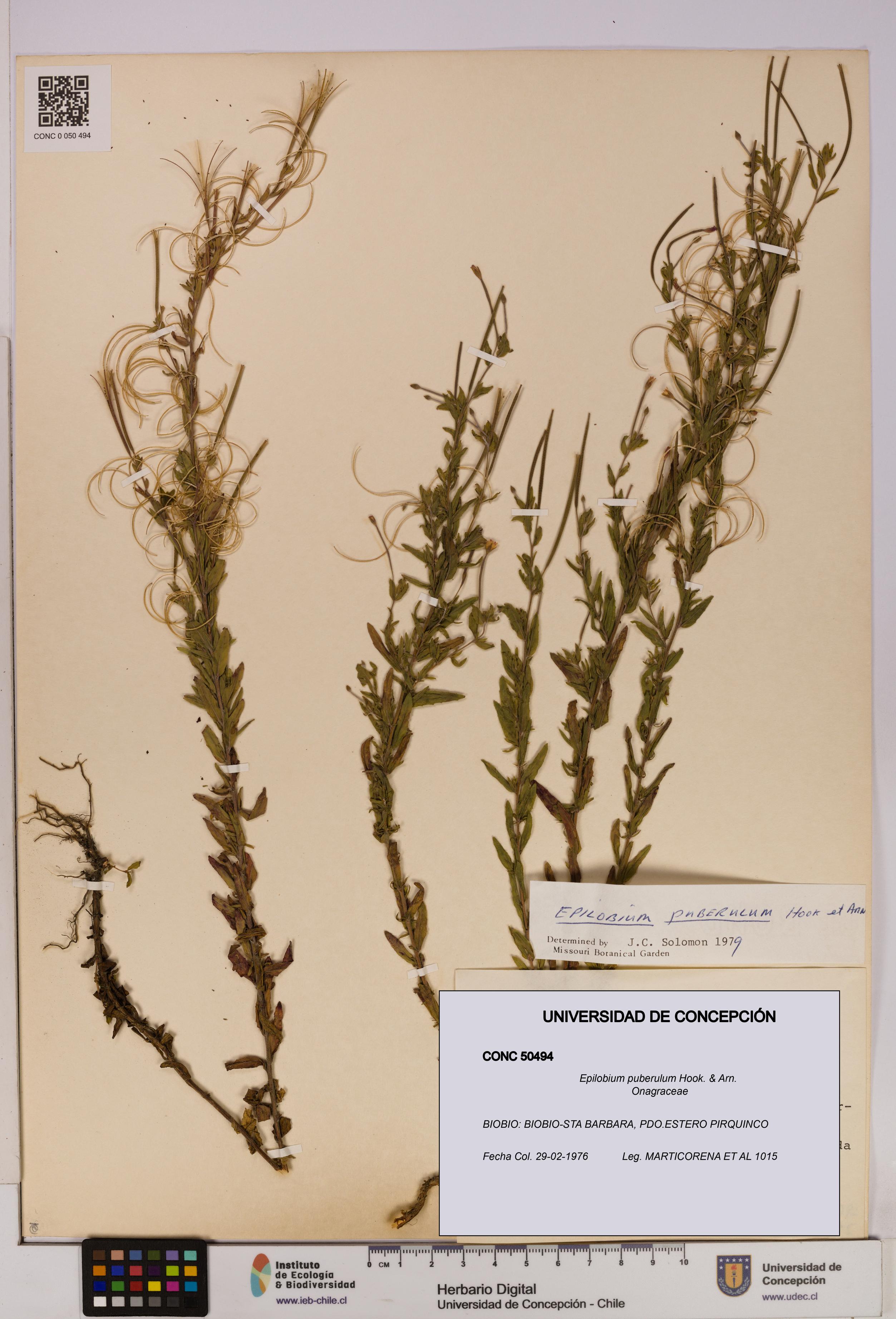 Epilobium puberulum [Espécimen: UDEC:CONC:0050494]