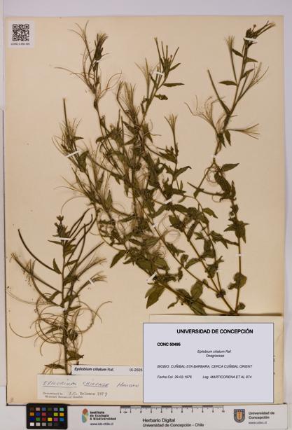 Epilobium ciliatum [Espécimen: UDEC:CONC:0050495]