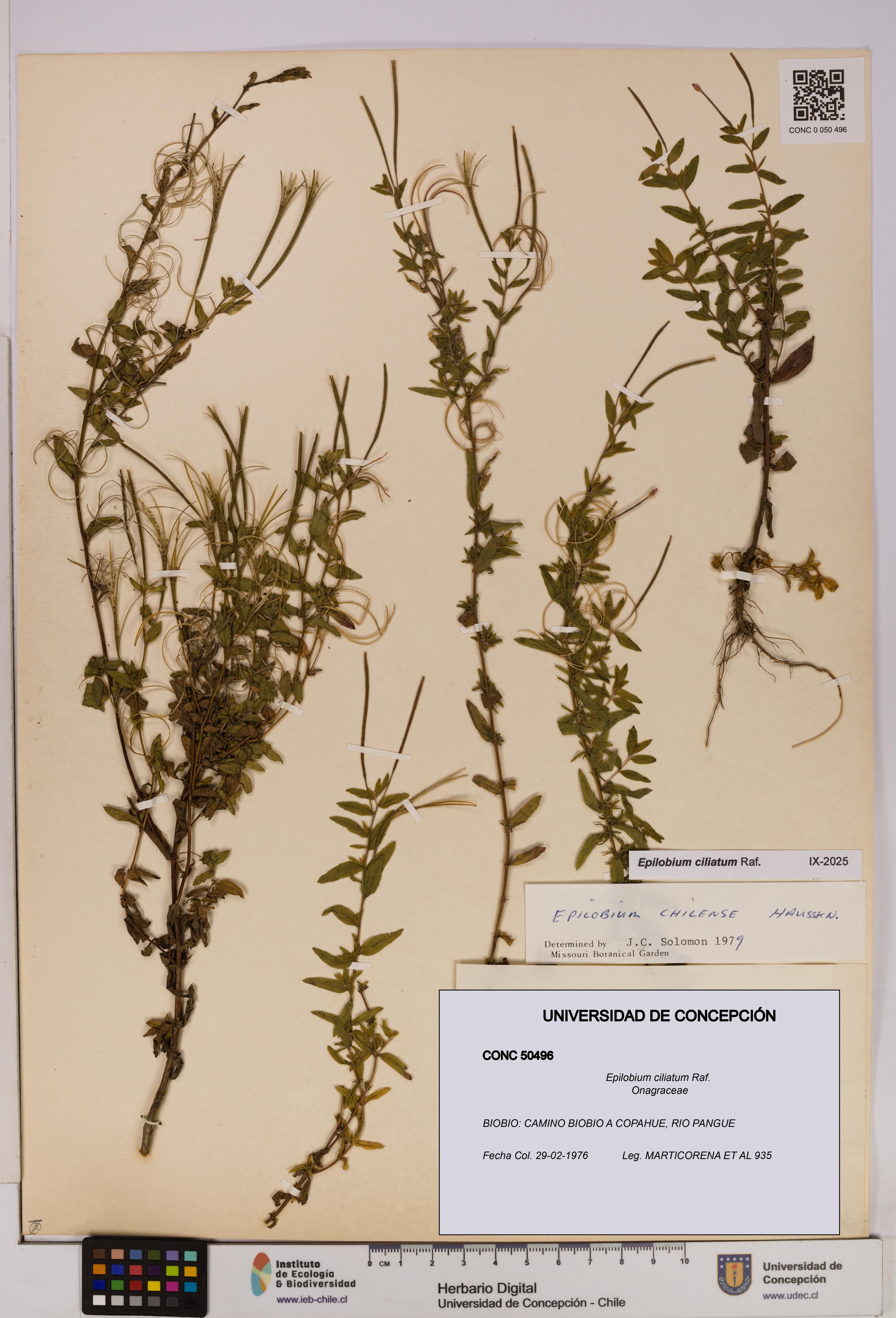 Epilobium ciliatum [Espécimen: UDEC:CONC:0050496]
